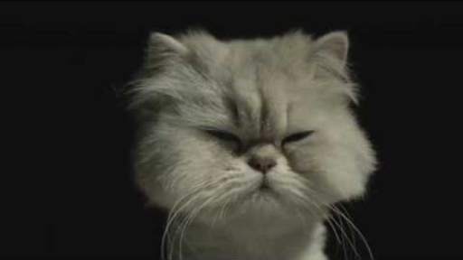 Free Funny Videos screenshot 8