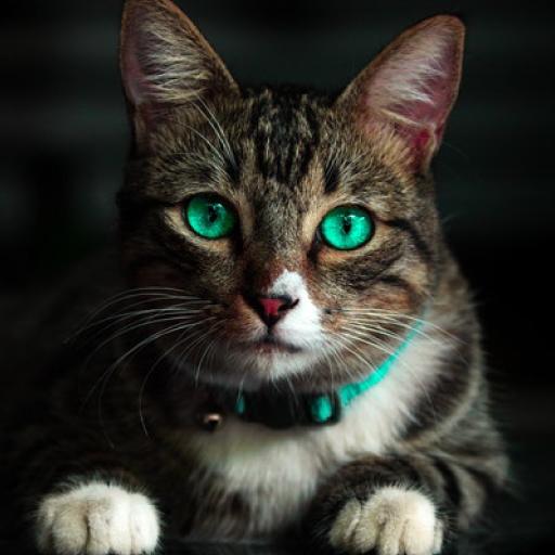 Cat sounds icon