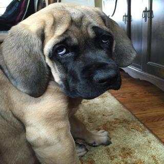 Cute and Funny Animals screenshot 14