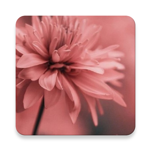 Flower Wallpapers иконка