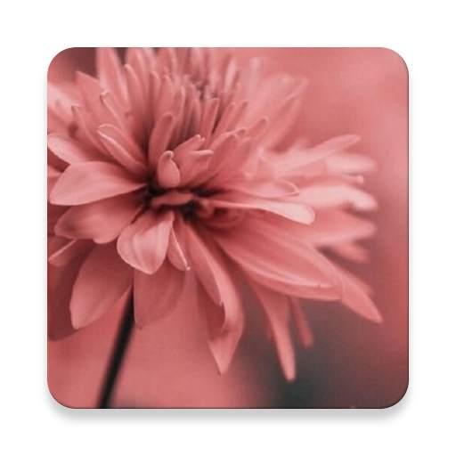 Flower Wallpapers 1.15