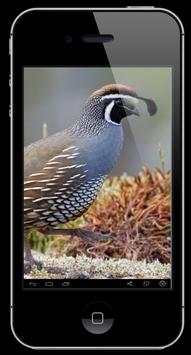 Quail Bird Sounds screenshot 1