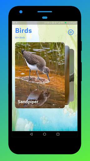 Bird Sounds screenshot 3
