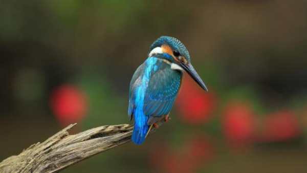 Fly Birds Wallpaper स्क्रीनशॉट 1