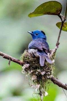 Bird HD Wallpaper screenshot 2