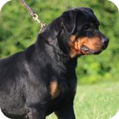Rottweiler Dog Wallpaper 2.6