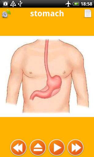 Learning body parts for kids offline flashcards screenshot 3