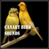 Canary bird Sounds 1.0