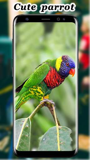 Cute Parrot Wallpaper screenshot 6