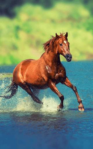 Horses Live Wallpaper HD screenshot 1