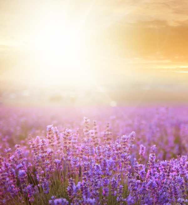 Beautiful Flowers Wallpaper screenshot 9