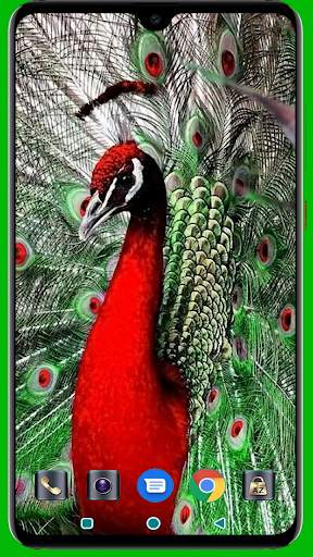 Peacock HD Wallpaper screenshot 1