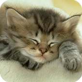 Sleeping Cat Live Wallpaper