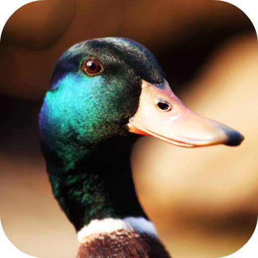 Duck Sounds 2.0