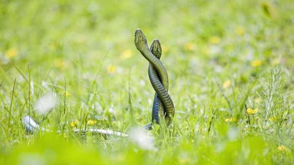 Snake Live Wallpaper : backgrounds hd स्क्रीनशॉट 7