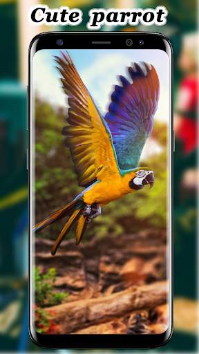 Cute Parrot Wallpaper screenshot 11