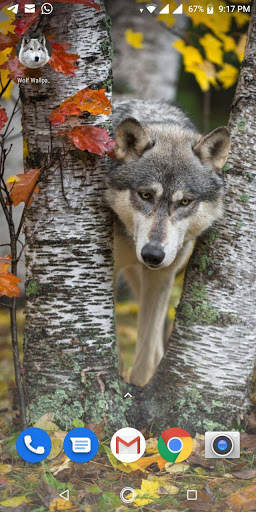 Free Wolf Wallpapers HD screenshot 13