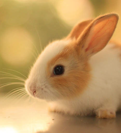 Bunny Wallpaper screenshot 5