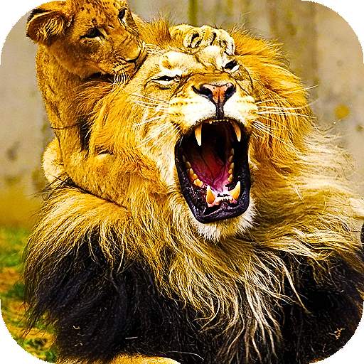 Lion Live Wallpaper (Wallpapers & Backgrounds) 16.0