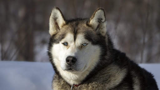 Siberian Husky Wallpapers : backgrounds hd screenshot 15