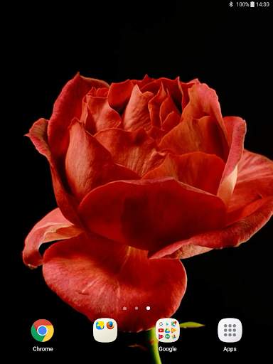 Blooming Roses Video Wallpaper screenshot 13