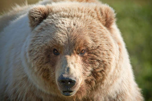 Bear Wallpapers | hd backgrounds screenshot 16
