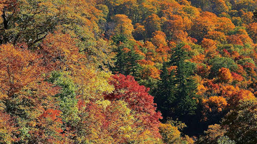 Autumn Wallpapers HD & 4k Backgrounds screenshot 10