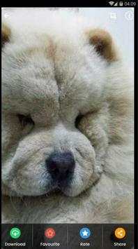 Wallpaper Chow Chow Puppies screenshot 7