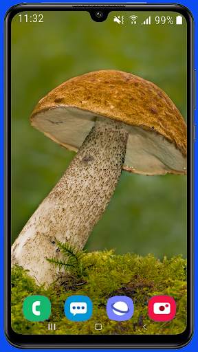 Mushroom Wallpaper Best HD screenshot 8