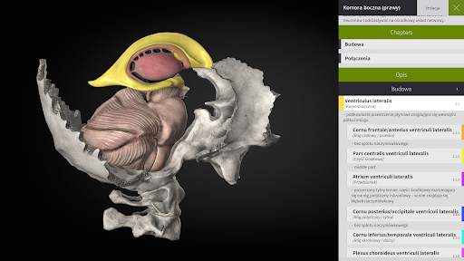 Anatomyka - Anatomia 3D screenshot 16