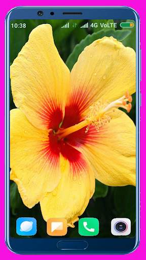 Hibiscus Flower Wallpaper Best 4K screenshot 2
