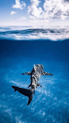 Shark Wallpapers स्क्रीनशॉट 5