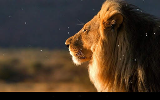 Lion Live Wallpaper screenshot 9