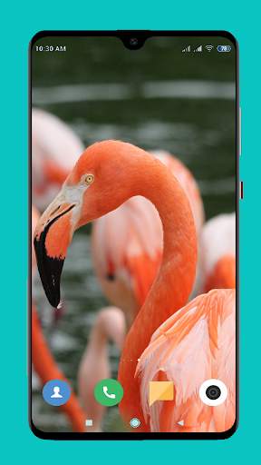 Flamingo wallpaper 4K screenshot 9
