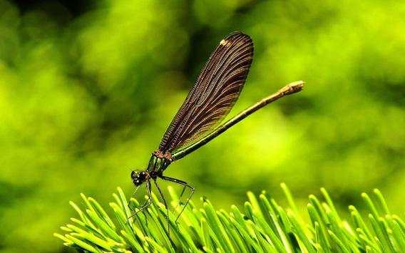 Dragonflies and Butterflies live wallpaper screenshot 11
