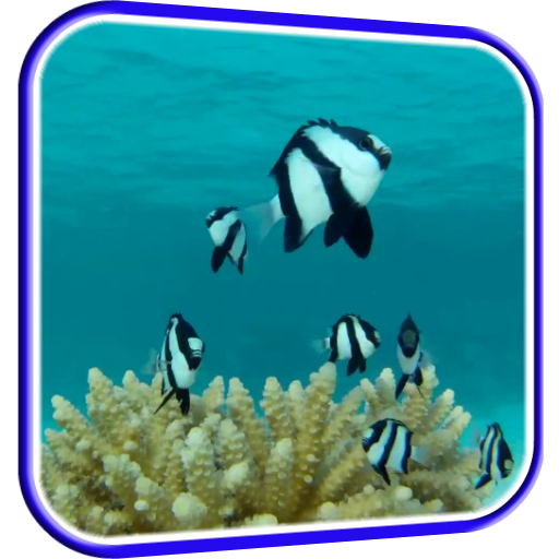 Fish HD Live Wallpaper icon