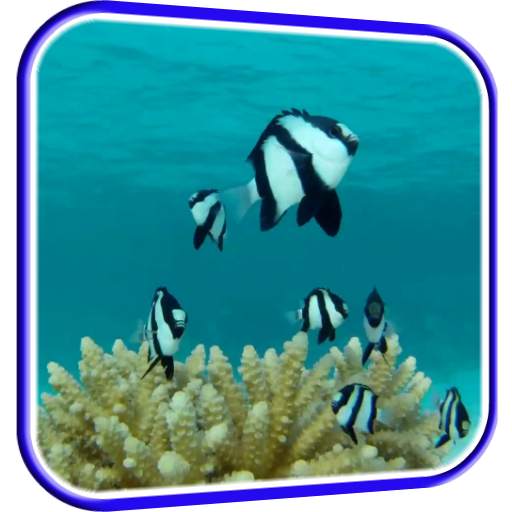 Fish HD Live Wallpaper 5.0