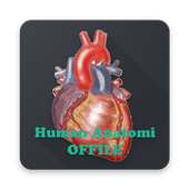 Anatomia umana (OFFINE) on 9Apps