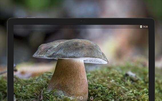 Mushroom Wallpapers HD (backgrounds & themes) screenshot 9