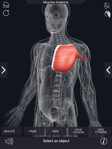 My Muscle Anatomy screenshot 14