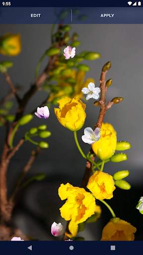 Cherry Blossom Live Wallpaper screenshot 6