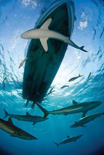 Shark Wallpaper screenshot 1