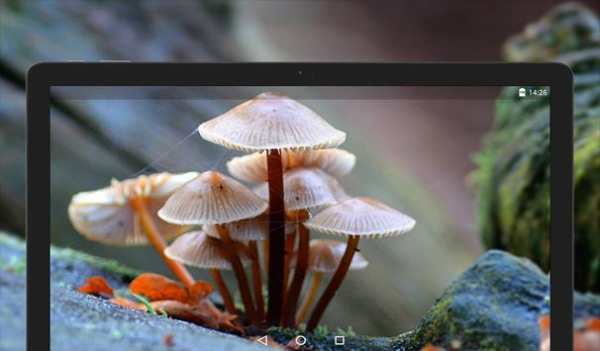 Mushroom Wallpapers HD (backgrounds & themes) screenshot 11