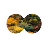 Cnature - Discover the Wild 0.3.44