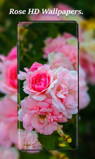 Rose Wallpapers screenshot 4