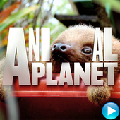 Animal Planet: Channel icon