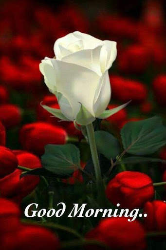 Good morning Images Gifs, Flowers Roses wallpapers screenshot 5