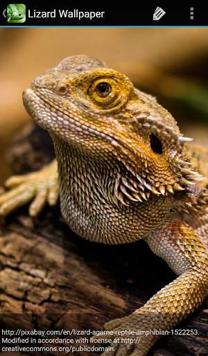 Lizard Wallpaper screenshot 3