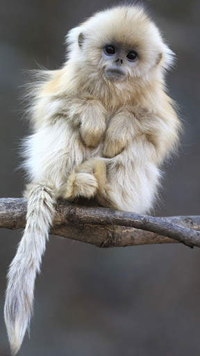 Monkey HD Wallpaper screenshot 1