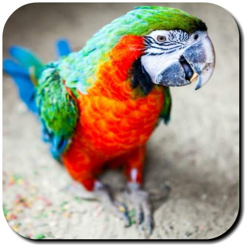 Parrot Wallpapers 3